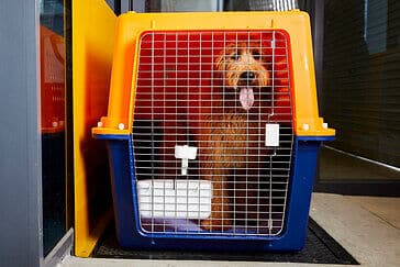 A dog with it's tongue out in a pet travel crate