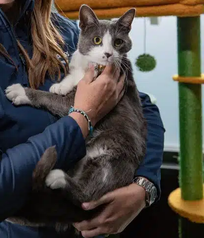 Billycat in cat room at the pet hotel